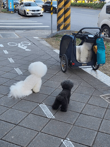 養寵物的女人如何保養肌膚？