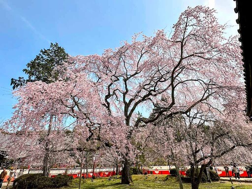 2025日本櫻花開花預測！東京3/25迎來夢幻粉色花海