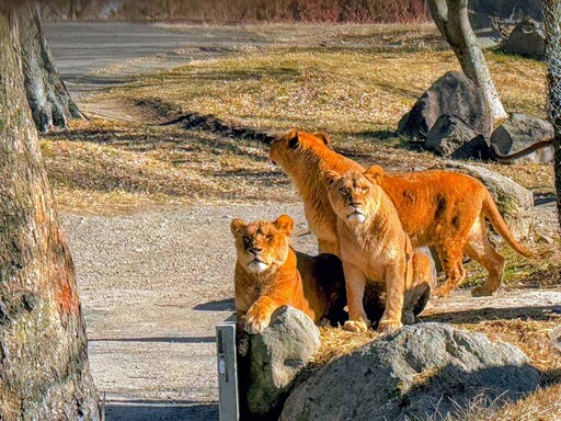 餵獅子不是夢!親子遊最愛九州自然動物園,野生互動體驗超精彩