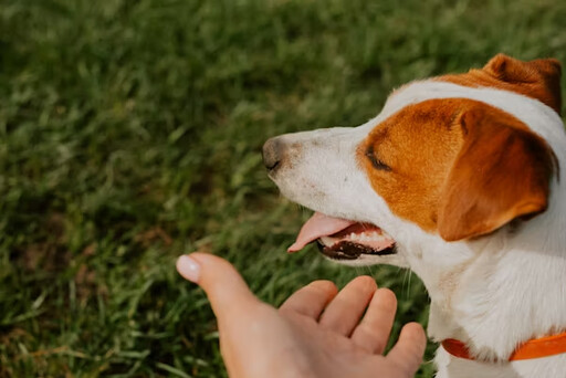 狗狗夏天「中暑」怎麼辦？飼主必學的4個降溫重點