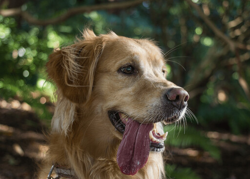狗狗夏天「中暑」怎麼辦?飼主必學的4個降溫重點
