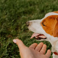 狗狗夏天「中暑」怎麼辦？飼主必學的4個降溫重點