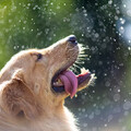 狗狗不是靠流汗散熱？「這兩個」部位才是夏天降溫的關鍵！