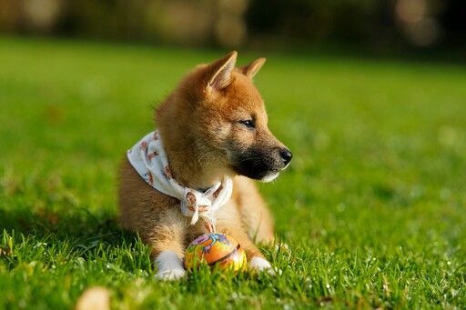 狗狗也會站著上廁所？可愛柴犬抓緊籠子搞笑模樣讓主人笑翻