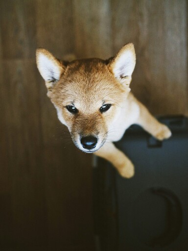 狗狗也會站著上廁所?可愛柴犬抓緊籠子搞笑模樣讓主人笑翻