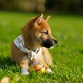 狗狗也會站著上廁所？可愛柴犬抓緊籠子搞笑模樣讓主人笑翻