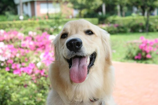 暖心金毛犬行為超感人!找媽媽修玩具後竟做出這種事