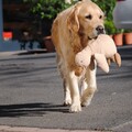 暖心金毛犬行為超感人！找媽媽修玩具後竟做出這種事