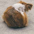 癱瘓狗曾對生活失去希望？輪椅助牠重新拾起快樂！