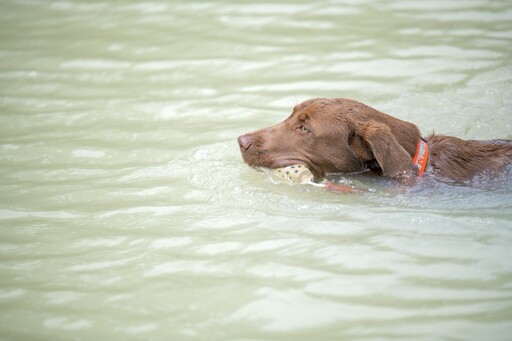 喜歡玩水卻不喜歡洗澡？比特犬爽玩泥巴浴下秒露出幽怨眼神
