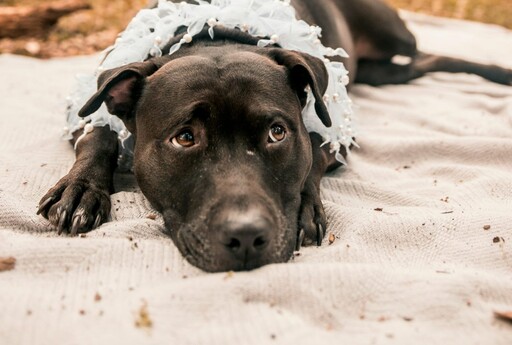 喜歡玩水卻不喜歡洗澡?比特犬爽玩泥巴浴下秒露出幽怨眼神
