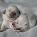 狗狗成長速度超快！金毛犬仍死黏主人身邊讓人哭笑不得