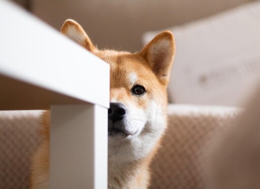 狗狗也會吃泡麵?柴犬全神貫注等待放飯的那一刻!