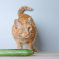 為什麼貓咪看到「小黃瓜」就嚇一跳？揭開背後的3大本能反應！