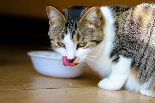 貓咪的忌妒心有多重？飼主餵食玩偶竟慘遭愛貓爆打！