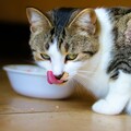 貓咪的忌妒心有多重？飼主餵食玩偶竟慘遭愛貓爆打！