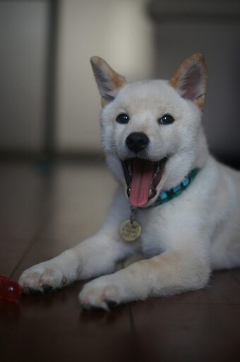 狗狗真的不能單獨留在家?調皮小柴犬趁主人離開瞬間大變天!