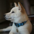 狗狗真的不能單獨留在家？調皮小柴犬趁主人離開瞬間大變天！
