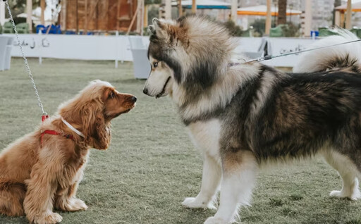 小型犬vs大型犬差異全解析 ! 從性格、健康、壽命、照護方式一次搞懂