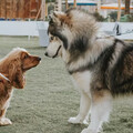 小型犬vs大型犬差異全解析 ! 從性格、健康、壽命、照護方式一次搞懂