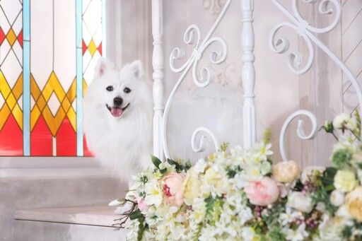 寵物的感情令人動容！愛犬含淚看著主人出嫁讓網友直呼：太催淚