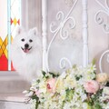 寵物的感情令人動容！愛犬含淚看著主人出嫁讓網友直呼：太催淚