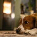 主人和男友聊到忘我？呆萌犬乖坐一旁等放飯