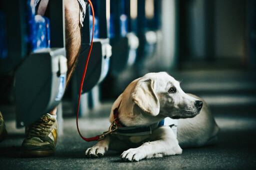 為什麼只有導盲犬？沒有「導盲貓」？從行為與天性大解析 !