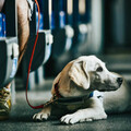 為什麼只有導盲犬？沒有「導盲貓」？從行為與天性大解析 !