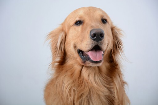心要被融化了！黃金犬散步遇見媽媽一秒飛撲到懷裡