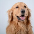 心要被融化了！黃金犬散步遇見媽媽一秒飛撲到懷裡