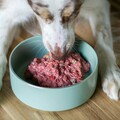 挑食狗竟成功改掉壞習慣？原來竟是因為牠的緣故！