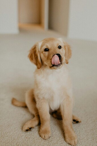 無良飼主亂丟狗毛?真相曝光竟大反轉!