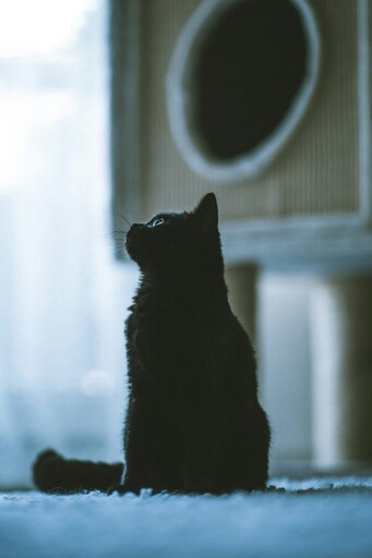 小黑貓手術完變胖大叔?飼主看到傻眼決定幫愛貓減肥