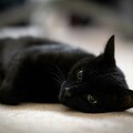 小黑貓手術完變胖大叔？飼主看到傻眼決定幫愛貓減肥