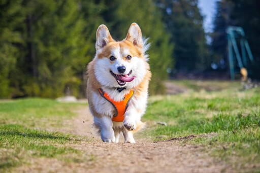 主人也有差別待遇？柯基犬見媽露微笑見爸秒變臉！