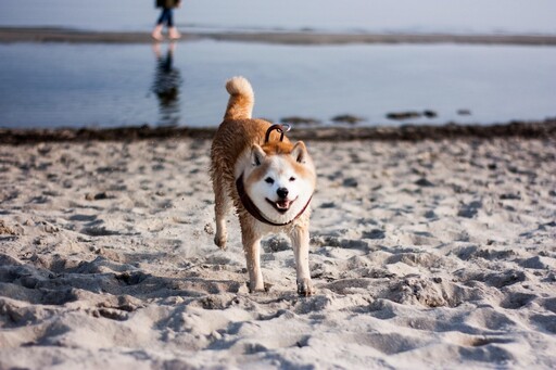 洗澡像在打世界大戰?柴犬超討厭淋浴讓主人哭笑不得
