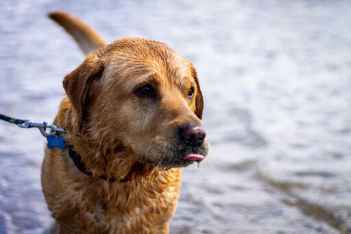 狗狗的生命堅強!金毛犬離家36天行走超過160公里