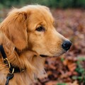 狗狗的生命堅強！金毛犬離家36天行走超過160公里
