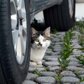 開車突然鬧鬼？她打開汽車底盤才發現驚人真相！