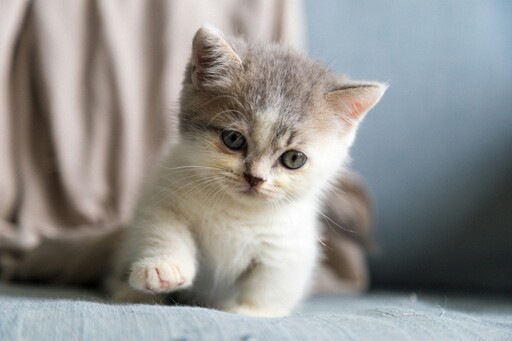 相隔十年再度見面！飼主傳貓咪照片給前主人令人動容