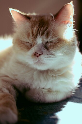 相隔十年再度見面!飼主傳貓咪照片給前主人令人動容