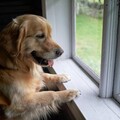 超暖心金毛犬！清潔工人擦玻璃得到最溫暖的禮物
