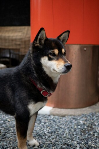 狗狗也超愛吃醋?可愛柴犬聽到主人誇別的狗狗瞬間氣炸!