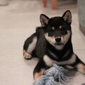 狗狗也超愛吃醋？可愛柴犬聽到主人誇別的狗狗瞬間氣炸！