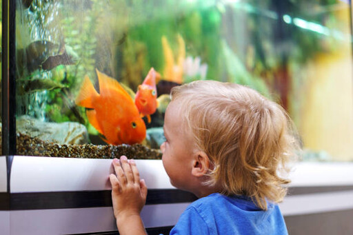 魚也會認主人？科學證實：特定品種的魚真能「認臉」!