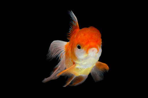 魚也會認主人?科學證實:特定品種的魚真能「認臉」!