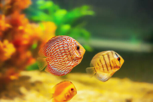 魚也會認主人?科學證實:特定品種的魚真能「認臉」!