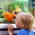 魚也會認主人？科學證實：特定品種的魚真能「認臉」!