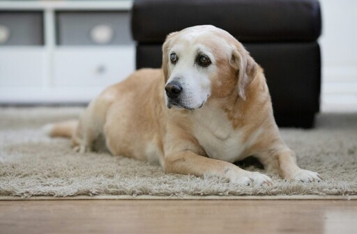 狗狗也有專屬電梯?主人為愛犬斥資重金打造!網友直呼:太感動
